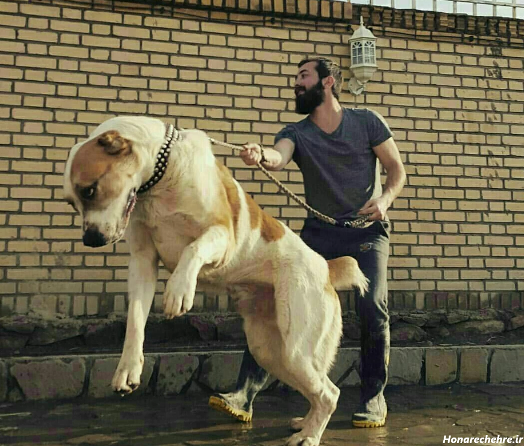 نژاد سگ های بزرگ