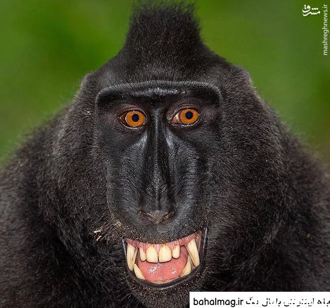 عکس میمون زیبا