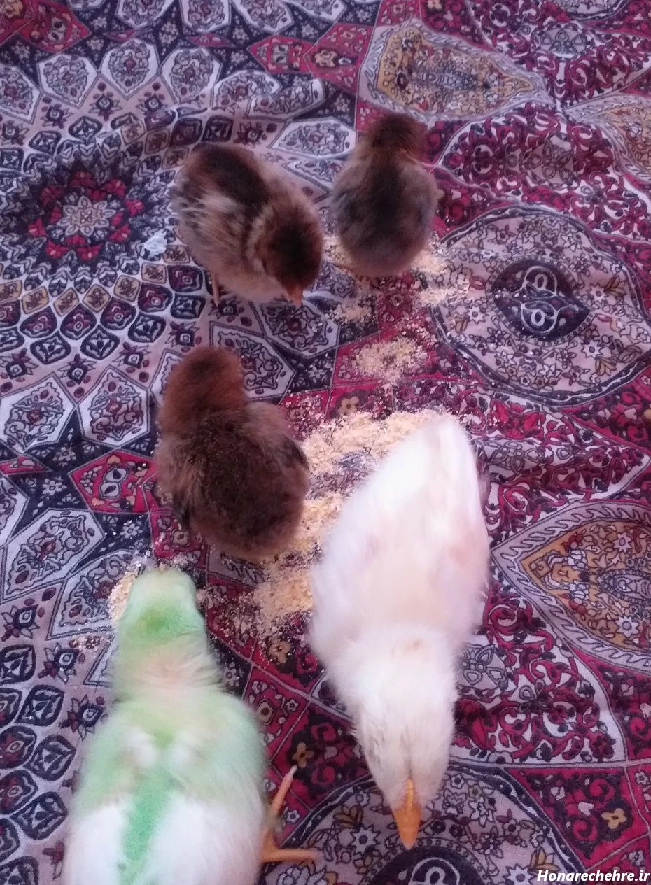 جوجه جدیدام😍😁 صفحه 6 | تبادل نظر نی نی سایت