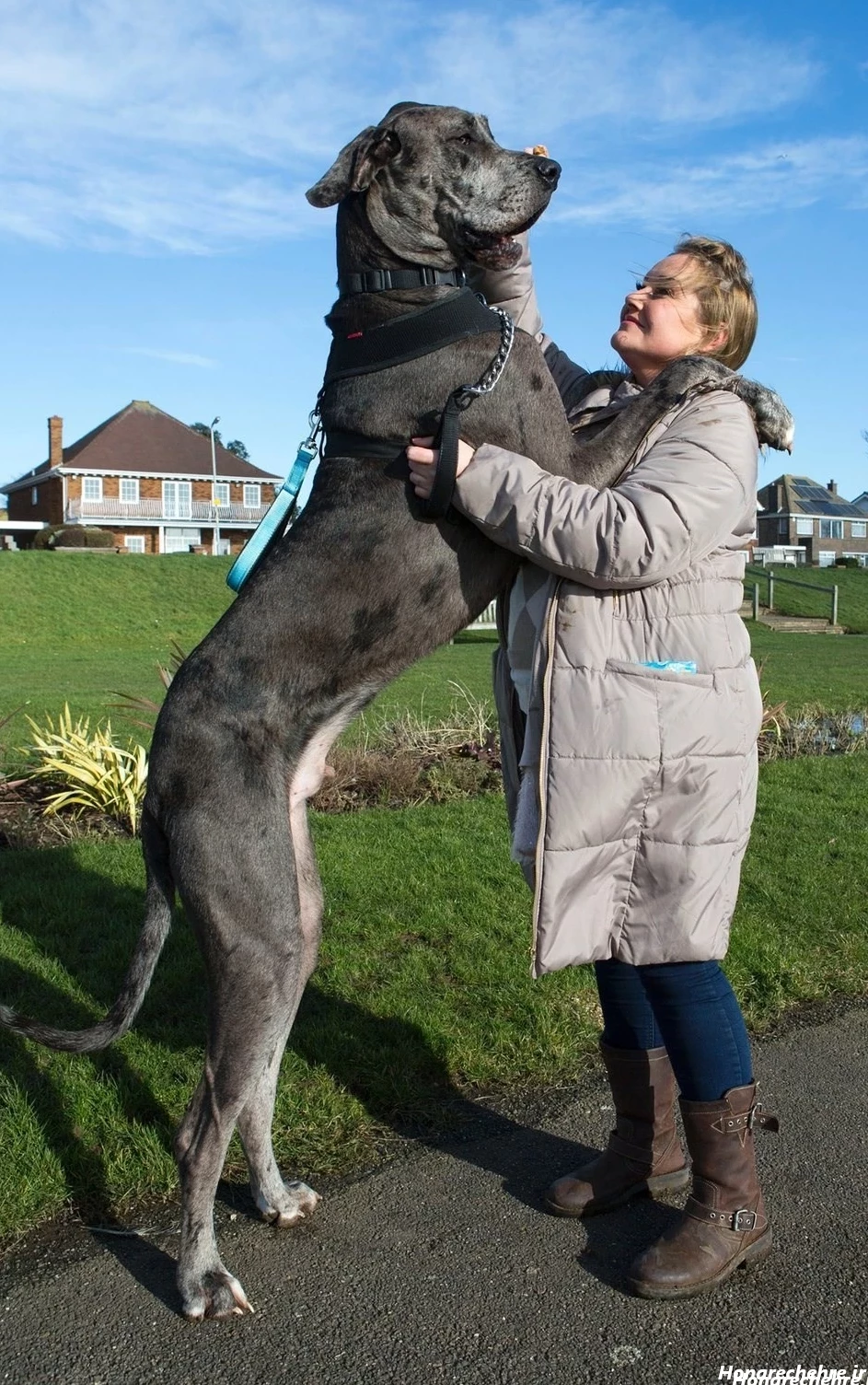 نژاد سگ های بزرگ