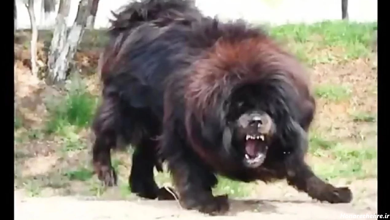 نژاد سگ های بزرگ