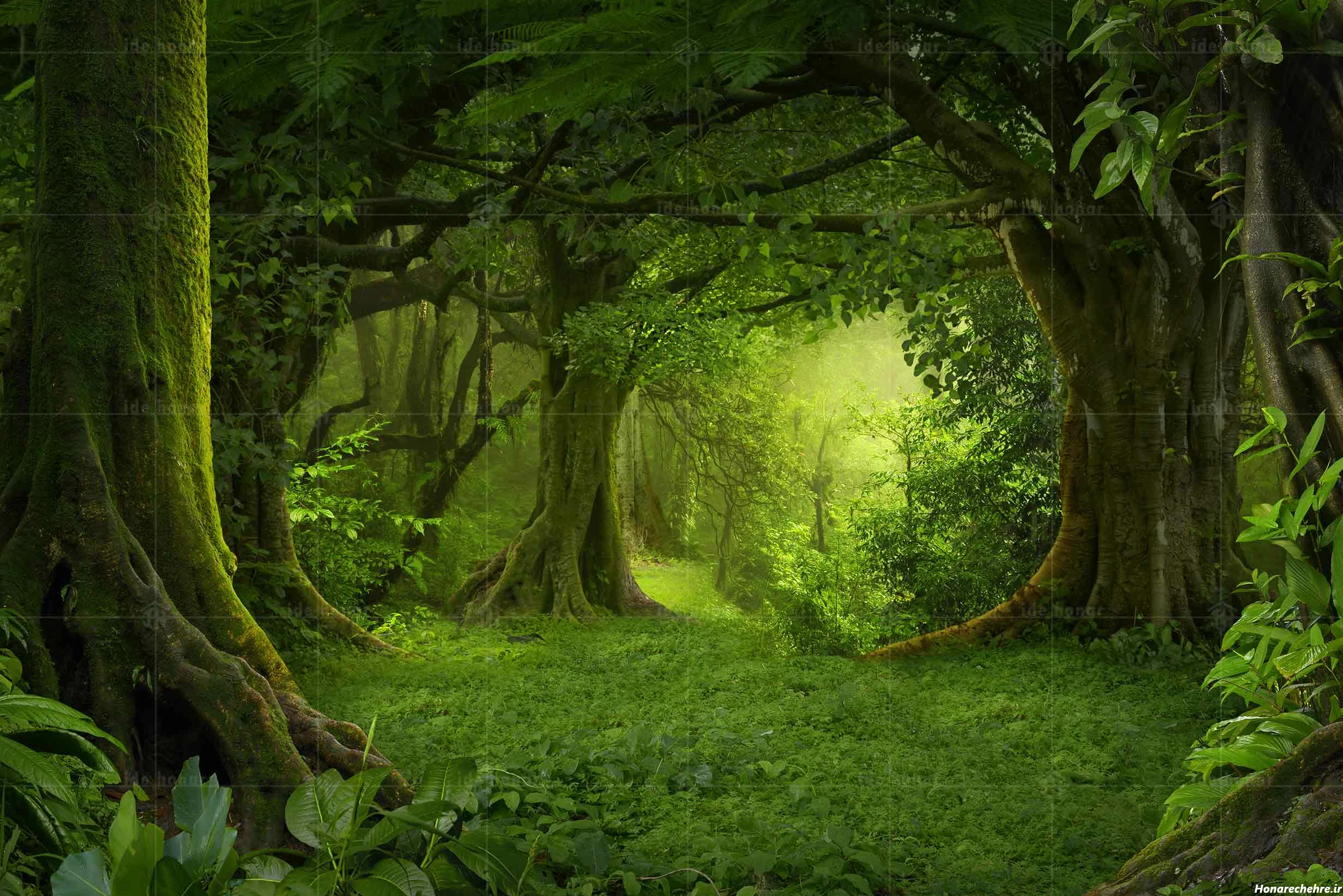 نقشه جنگل دالخانی رامسر