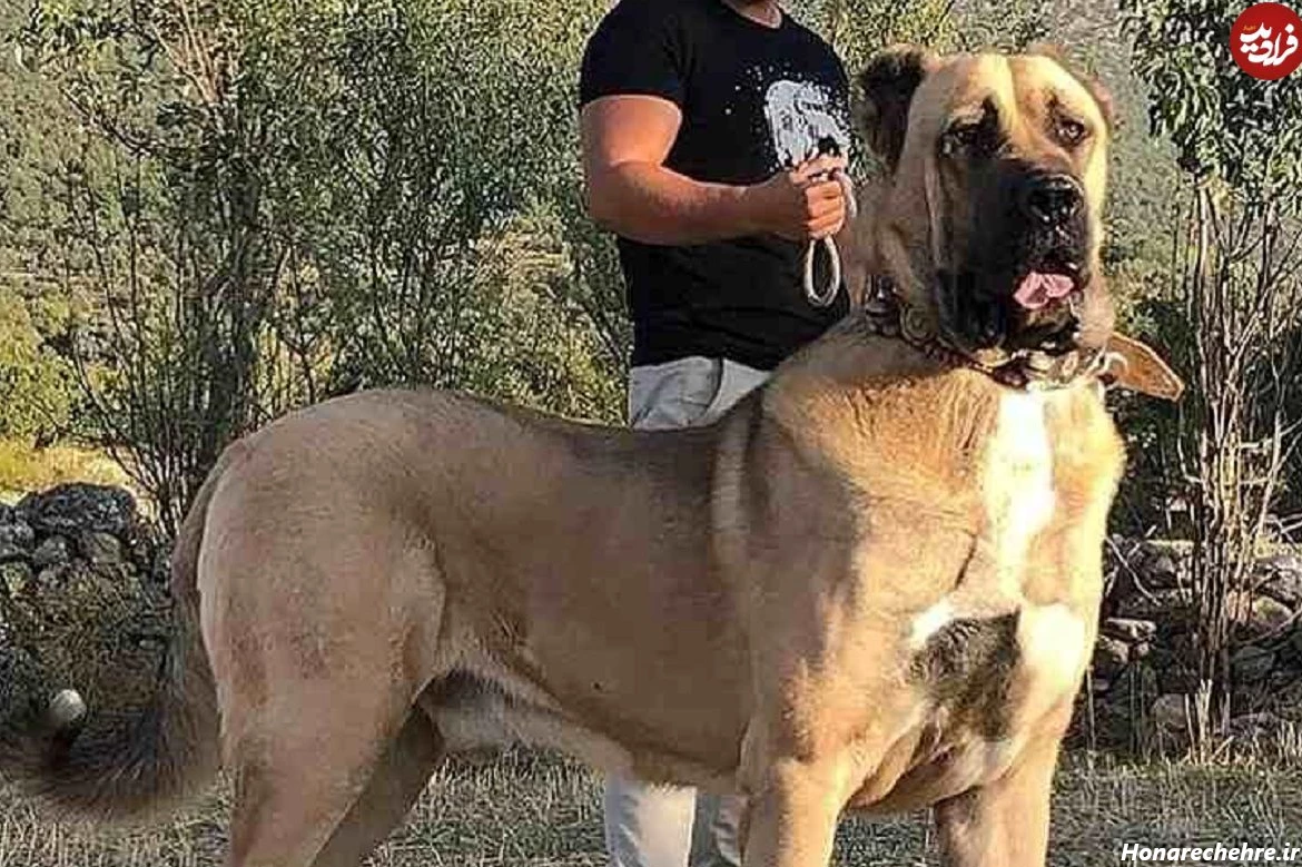 نژاد سگ های بزرگ