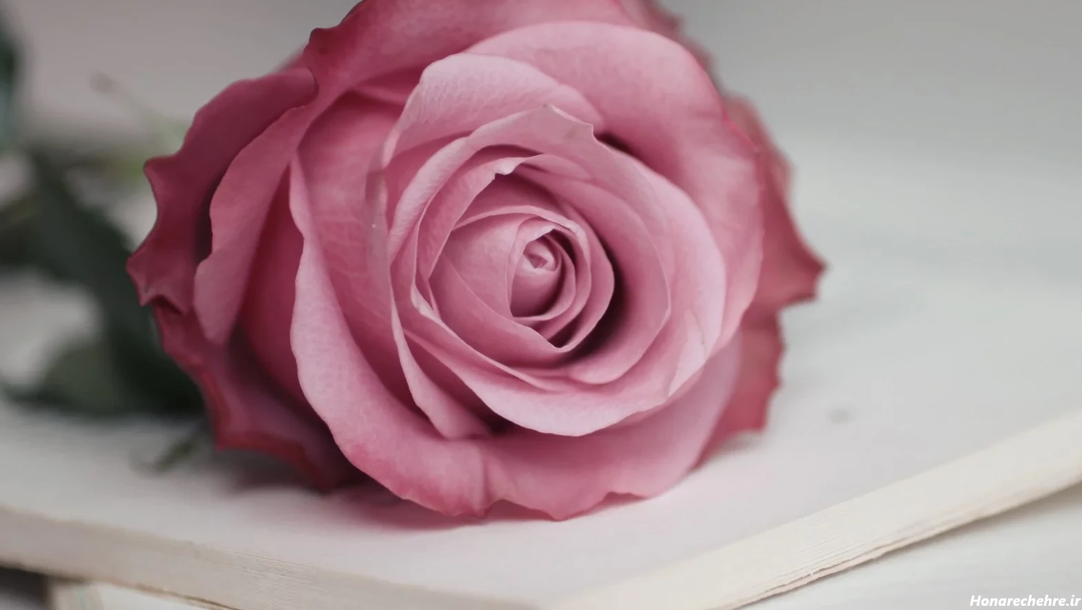 عکس گل برای پروفایل واتساپ نوشته دار