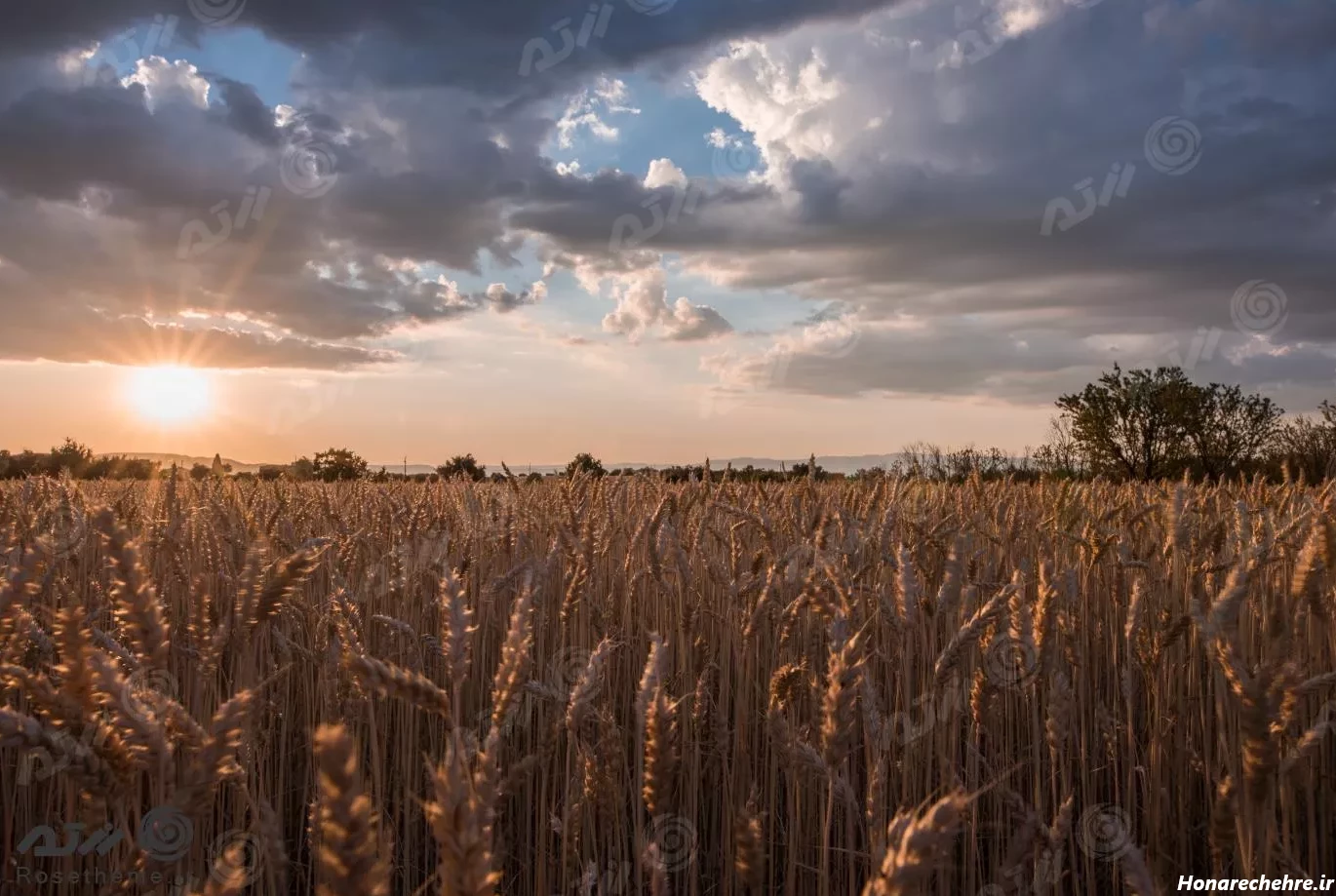 عکس افقی از مزرعه خوشه گندم در زمان غروب آفتاب در زیر ابرهای ...