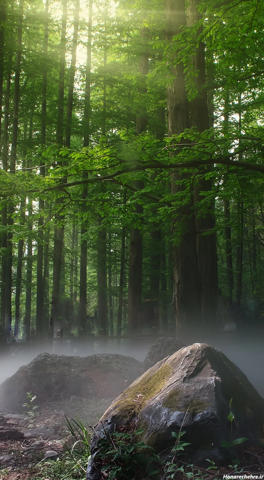 نقشه جنگل دالخانی رامسر