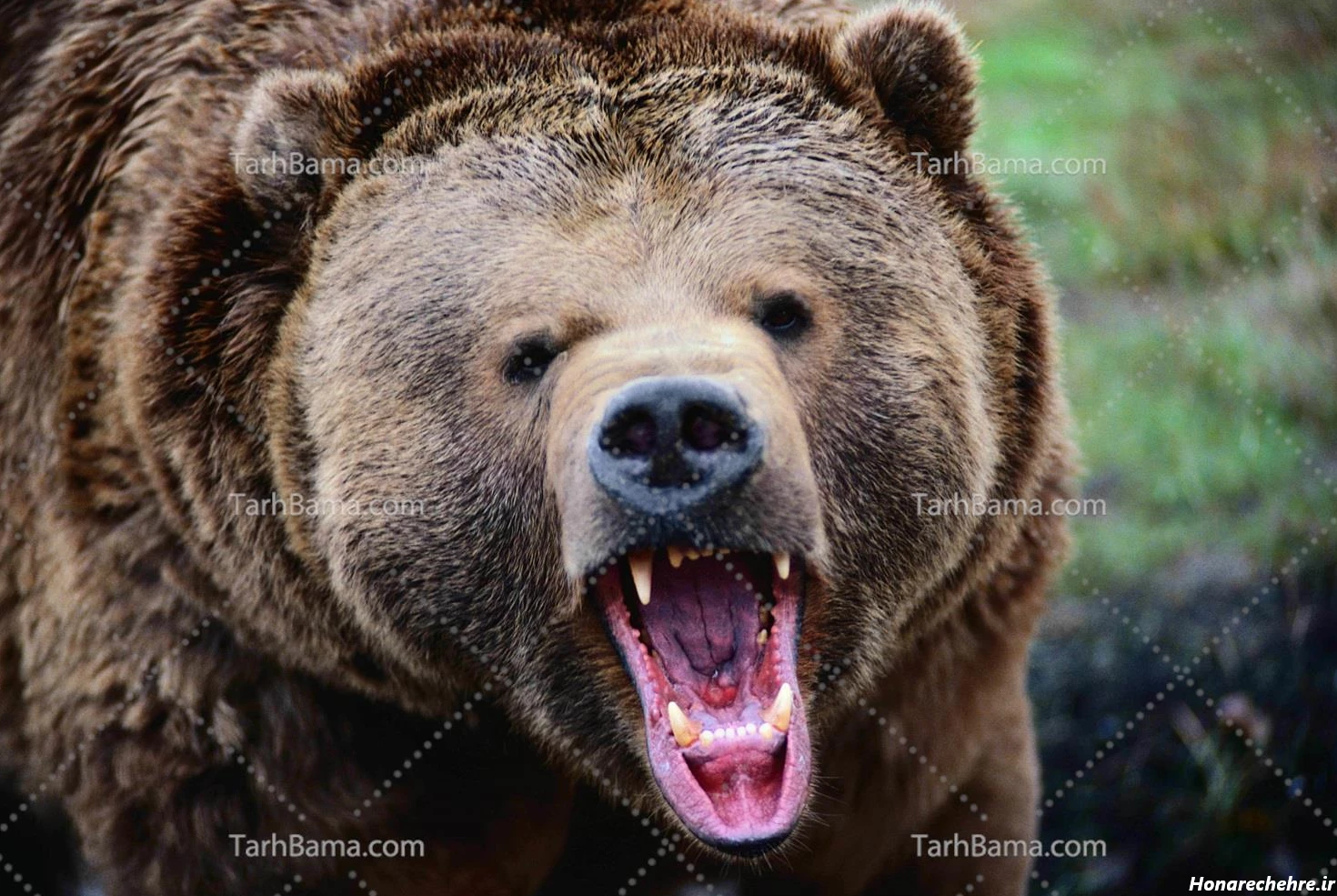 عکس خرس های کله فندقی کیوت