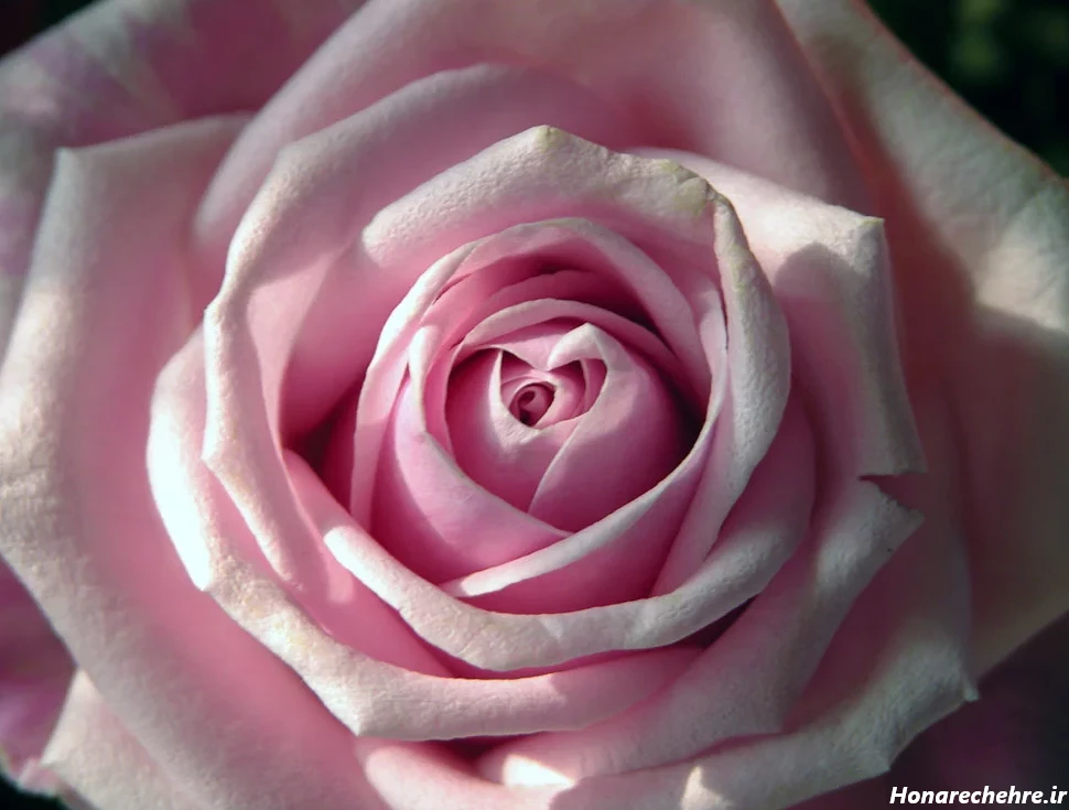 عکس گل برای پروفایل واتساپ نوشته دار