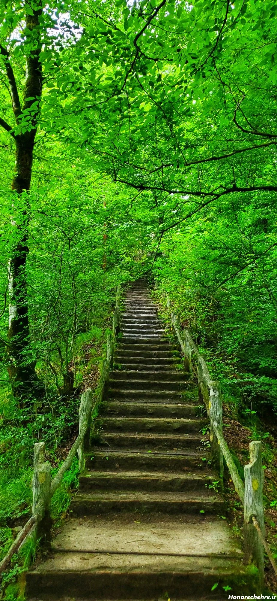 نقشه جنگل دالخانی رامسر