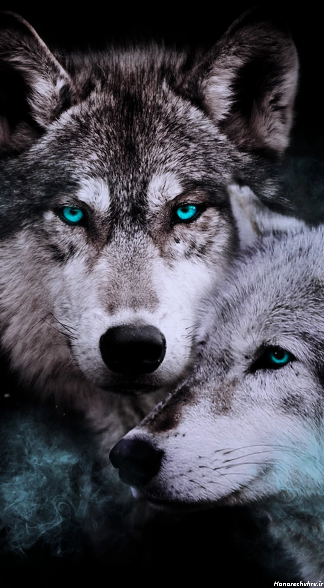 عکس حیوانات وحشی با کیفیت بالا