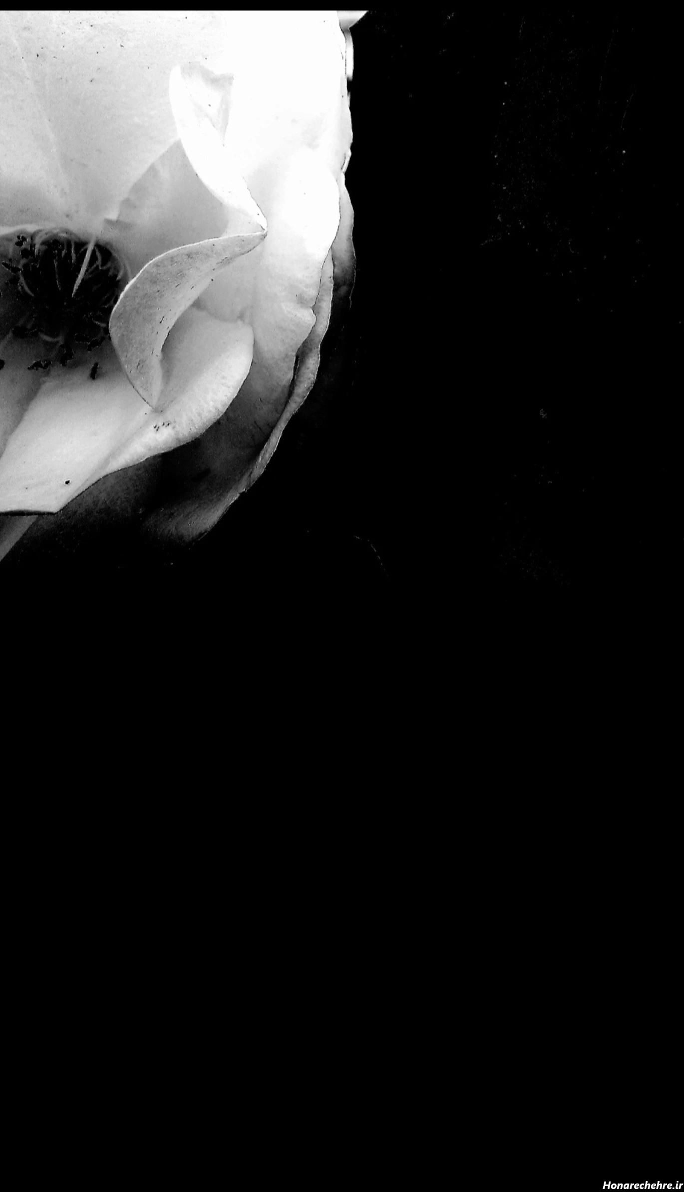 عکس زمینه مشکی عاشقانه