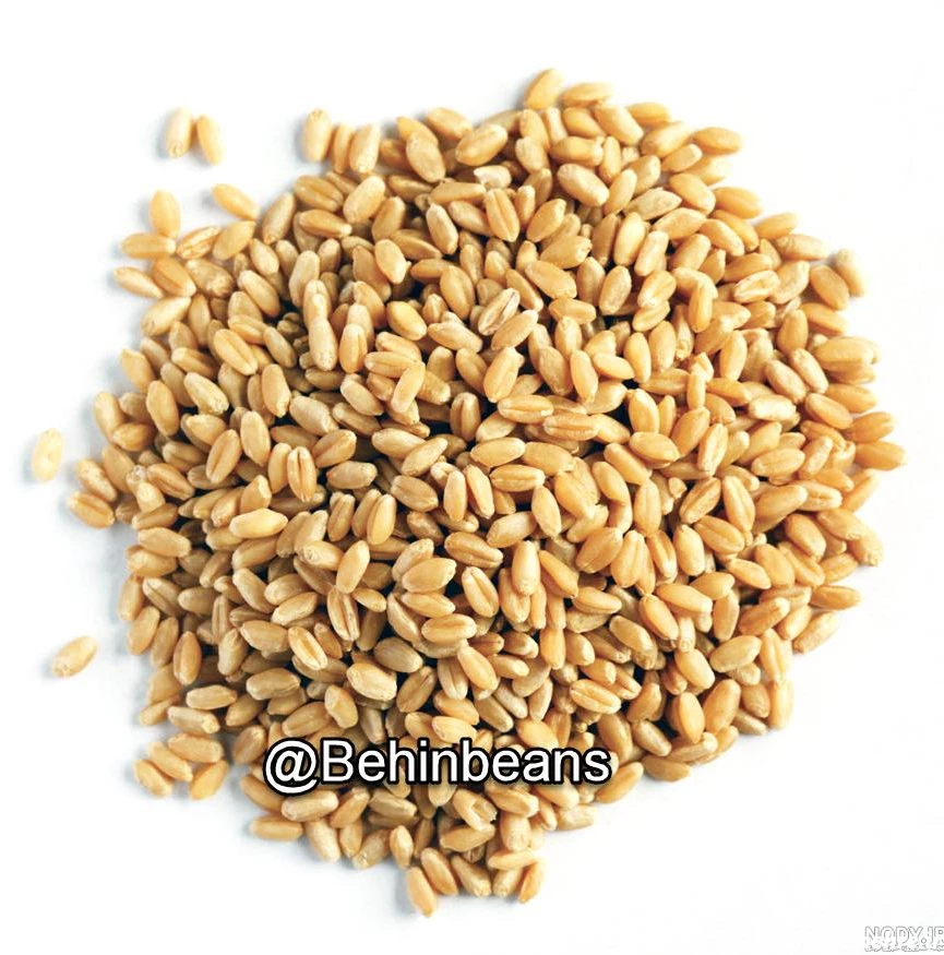 عکس گندم و جو پوست کنده - عکس نودی