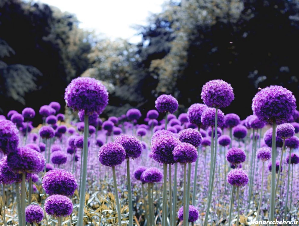 بک گراند بنفش ساده