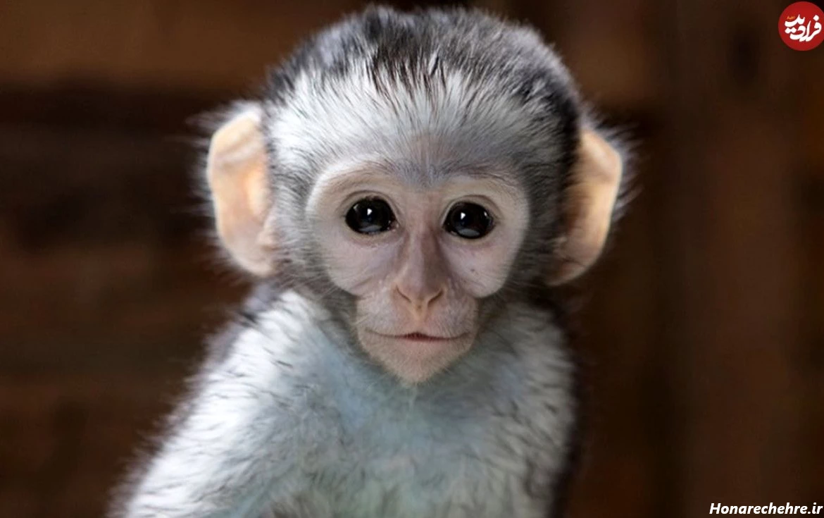 عکس میمون زشت خنده دار