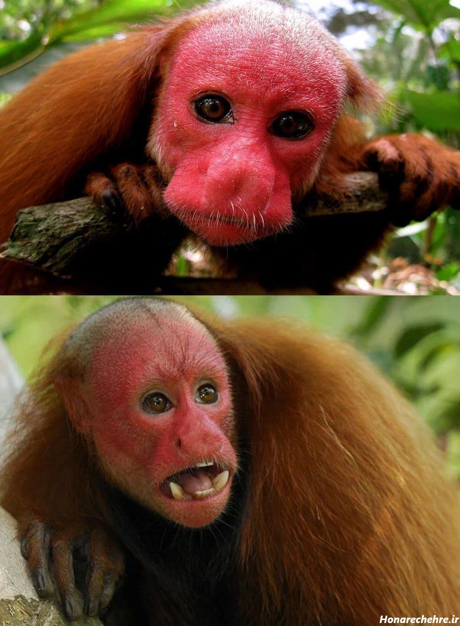 عکس میمون زشت خنده دار