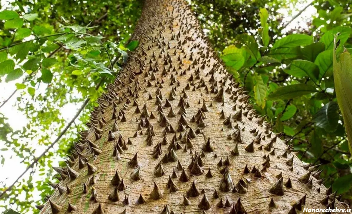 عکس جنگل ترسناک ایران