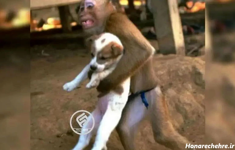 عکس میمون زشت خنده دار