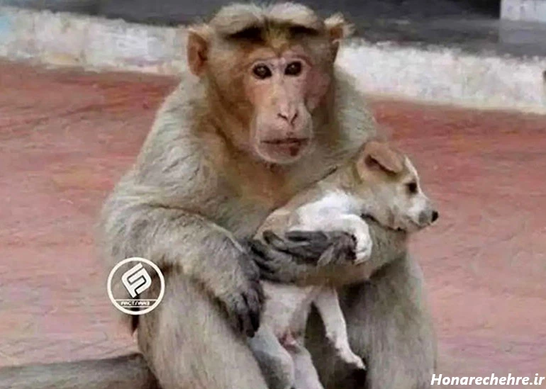 عکس میمون زشت خنده دار