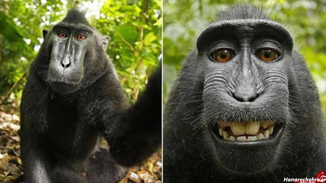 عکس میمون زشت خنده دار