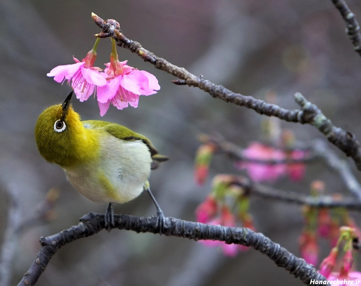 زیباترین جای شمال کجاست