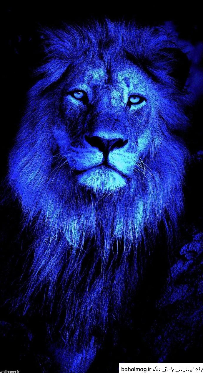 عکس استقلال شیر پرسپولیس موش