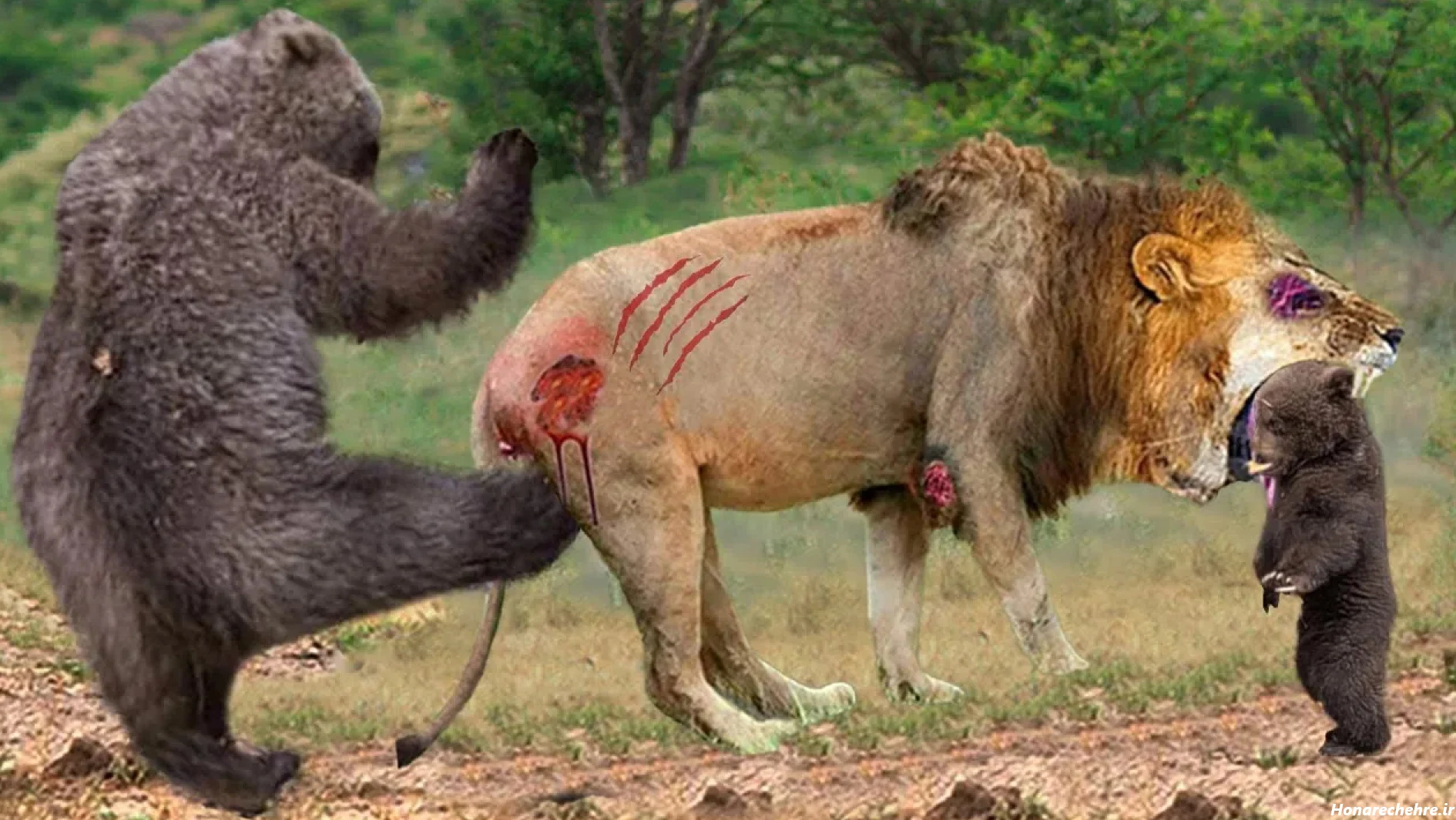 عکس خرس های کله فندقی کیوت