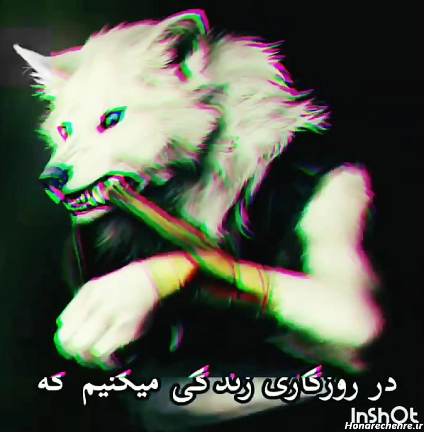 عکس گرگ واقعی برای پروفایل