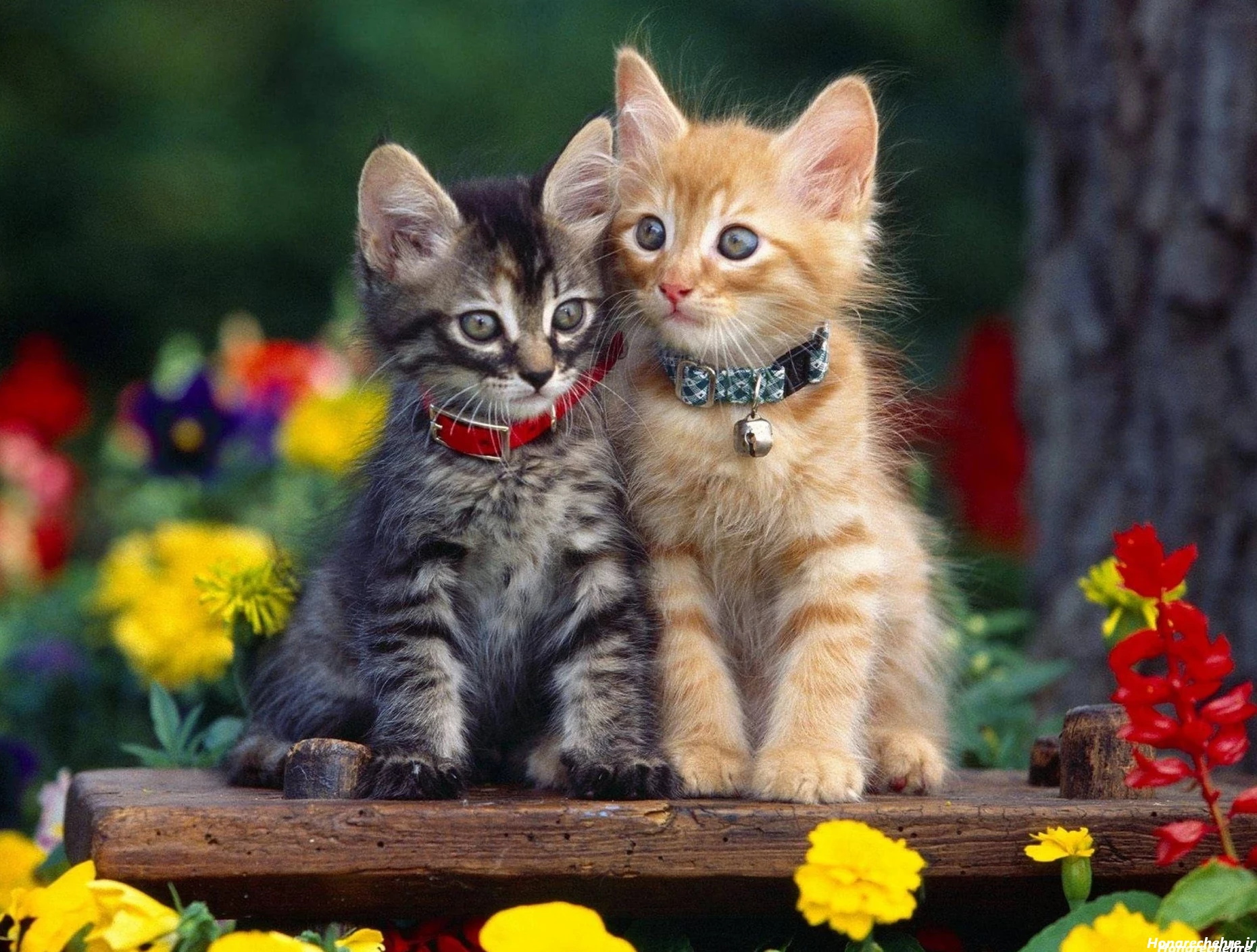42 عکس جذاب از گربه های زیبا برای پروفایل شما