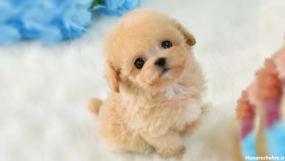 عکس سگ رنگین کمانی