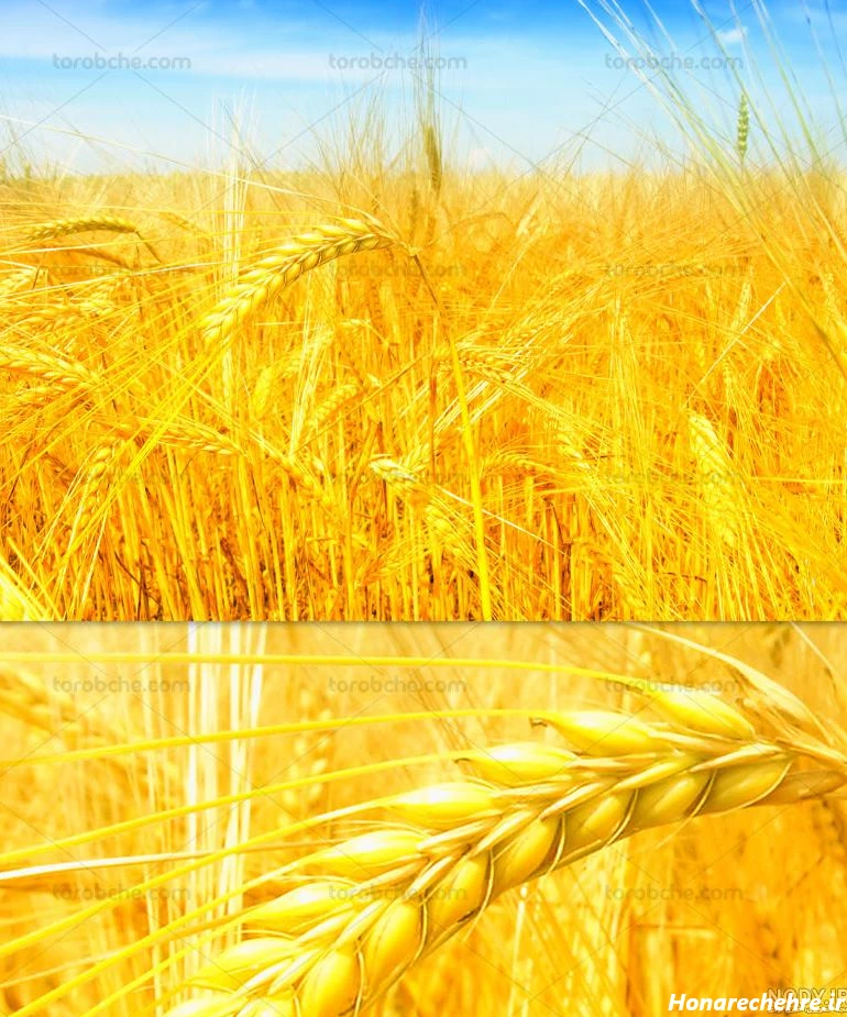 عکس زیبای گندم زار