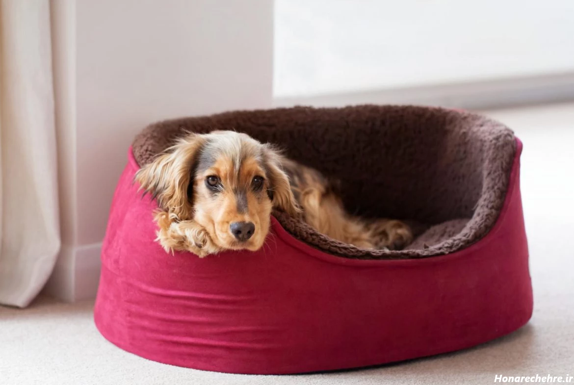 عکس سگ رنگین کمانی