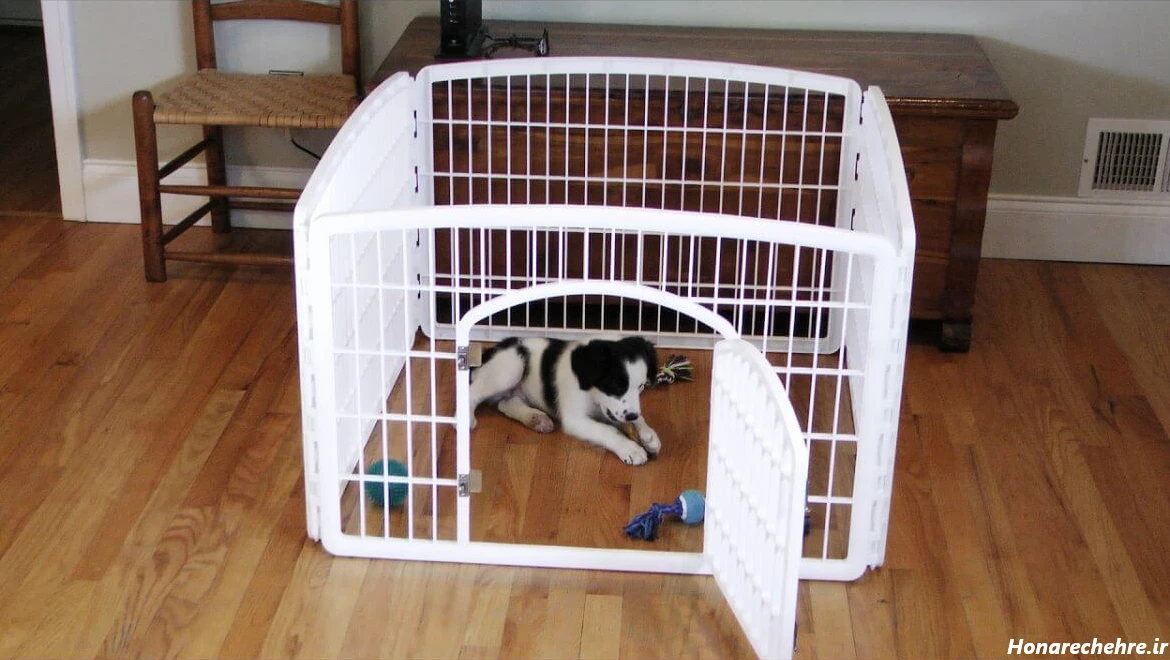 عکس سگ رنگین کمانی