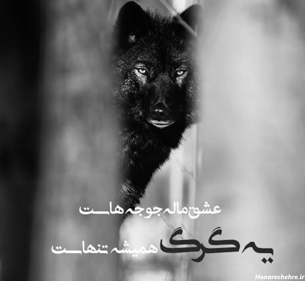 عکس گرگ واقعی برای پروفایل