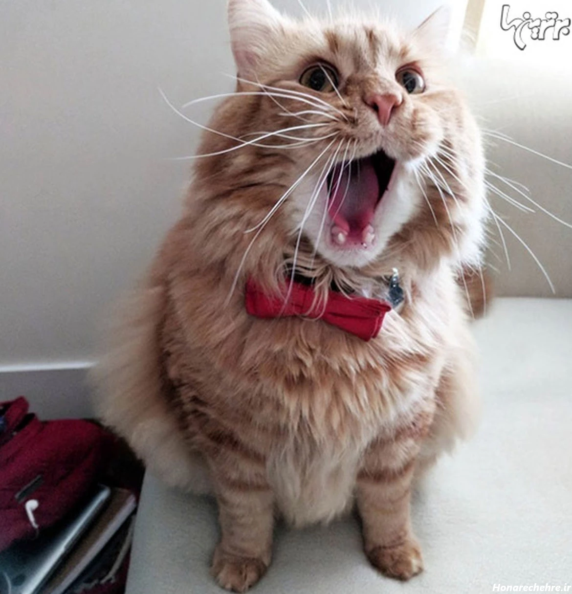 عکس حیوانات و پرندگان