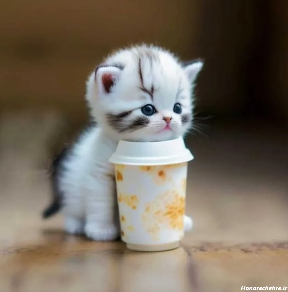 عکس حیوانات کیوت فانتزی