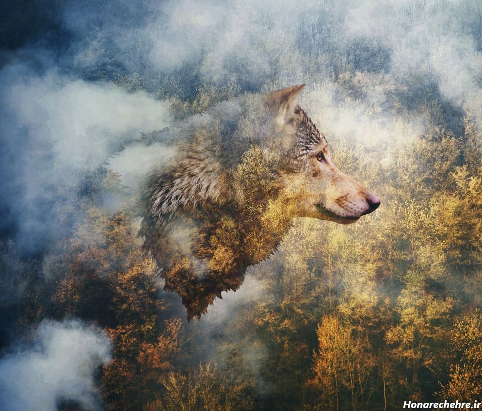 عکس حیوانات وحشی با کیفیت بالا