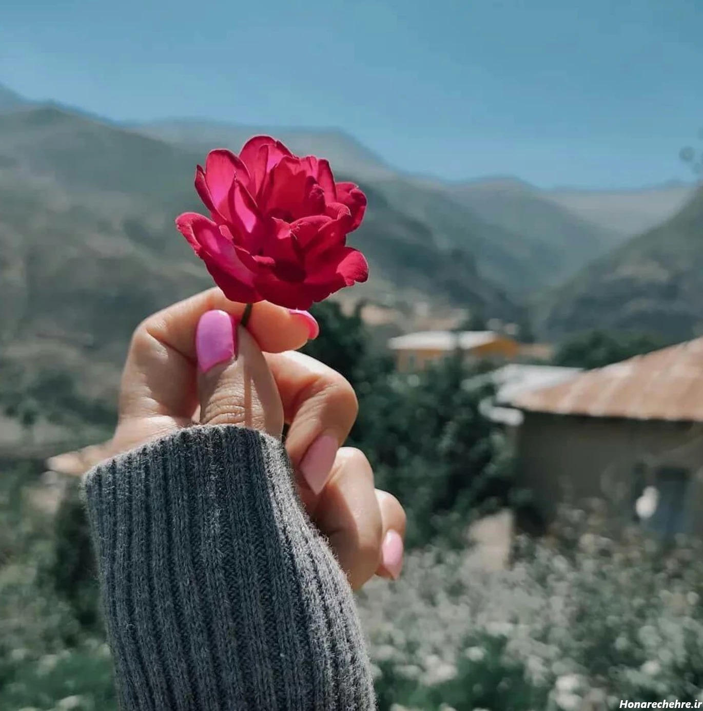 عکس دختر با گل رز قرمز