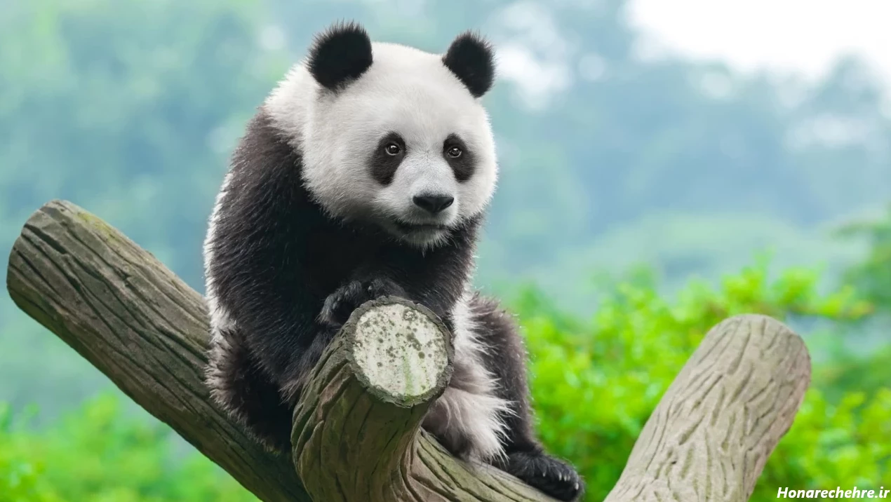 عکس خرس های کله فندقی کیوت