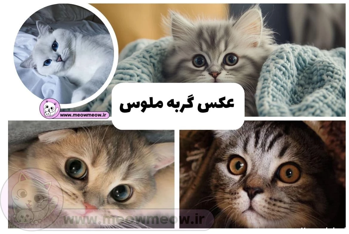 عکس گربه واقعی سیاه