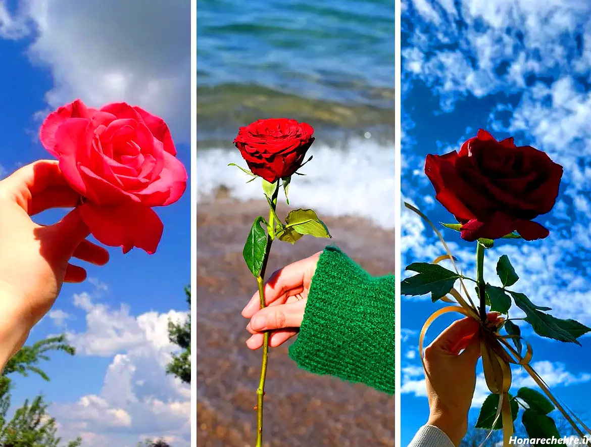 عکس دختر با گل رز قرمز