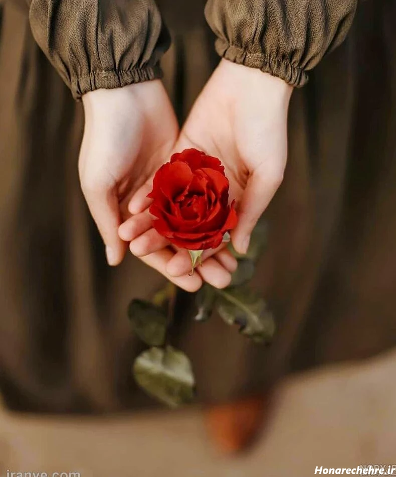 عکس دختر با گل رز قرمز