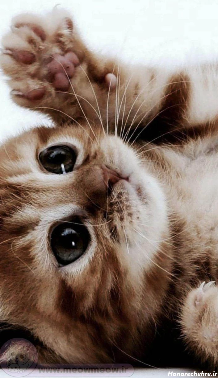 عکس گربه برای تصویر زمینه