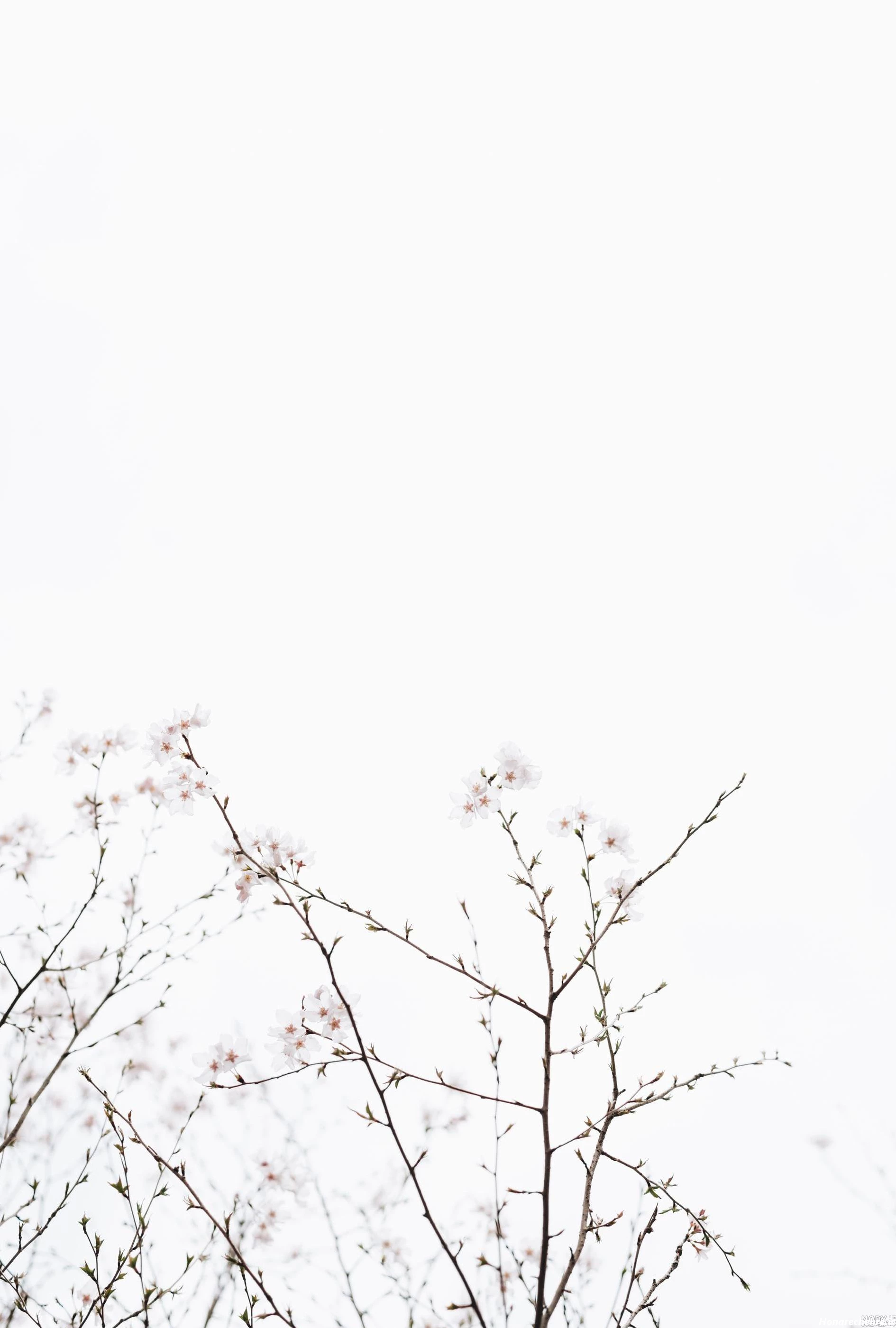 عکس سفید طرح دار برای نوشتن متن