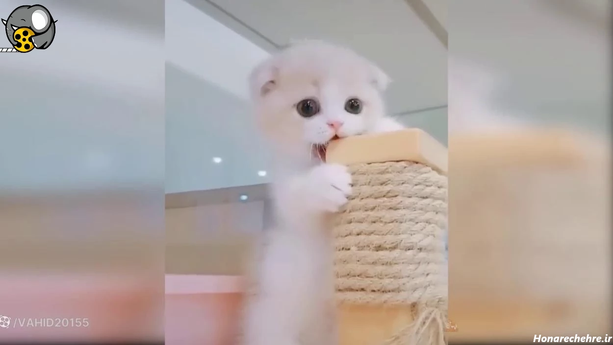 عکس حیوانات و پرندگان