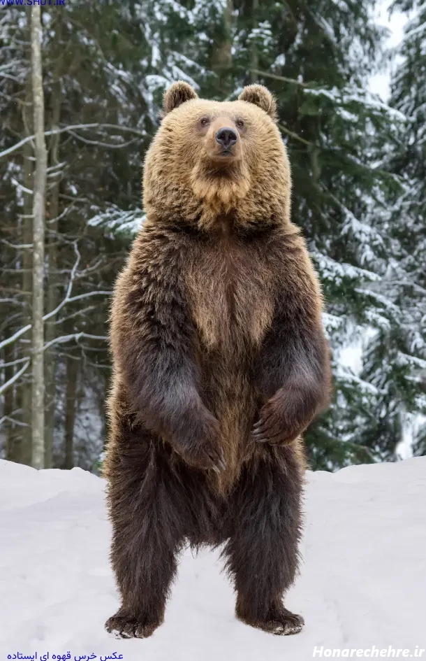 عکس خرس های کله فندقی کیوت