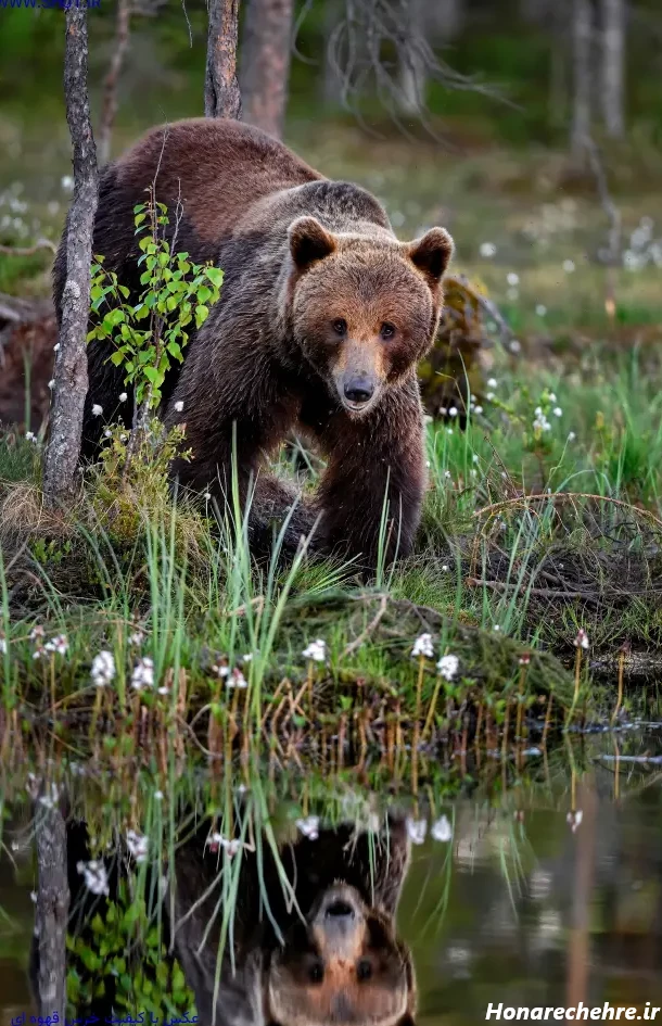 عکس خرس های کله فندقی کیوت