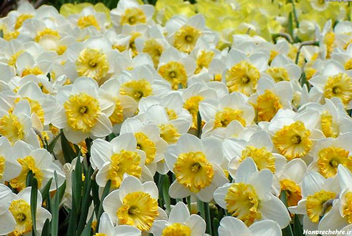 عکس باران برای پروفایل