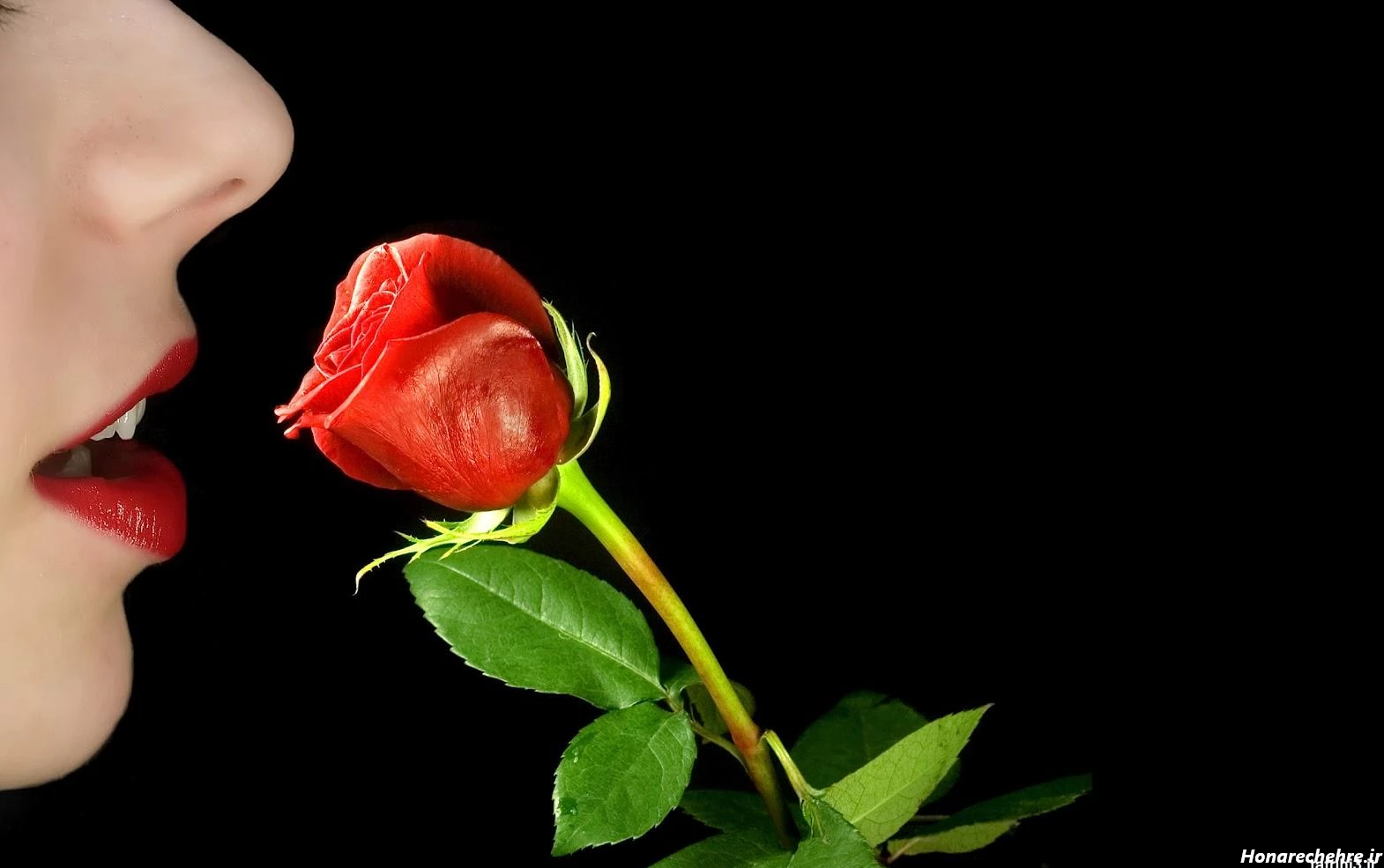 عکس دختر با گل رز قرمز