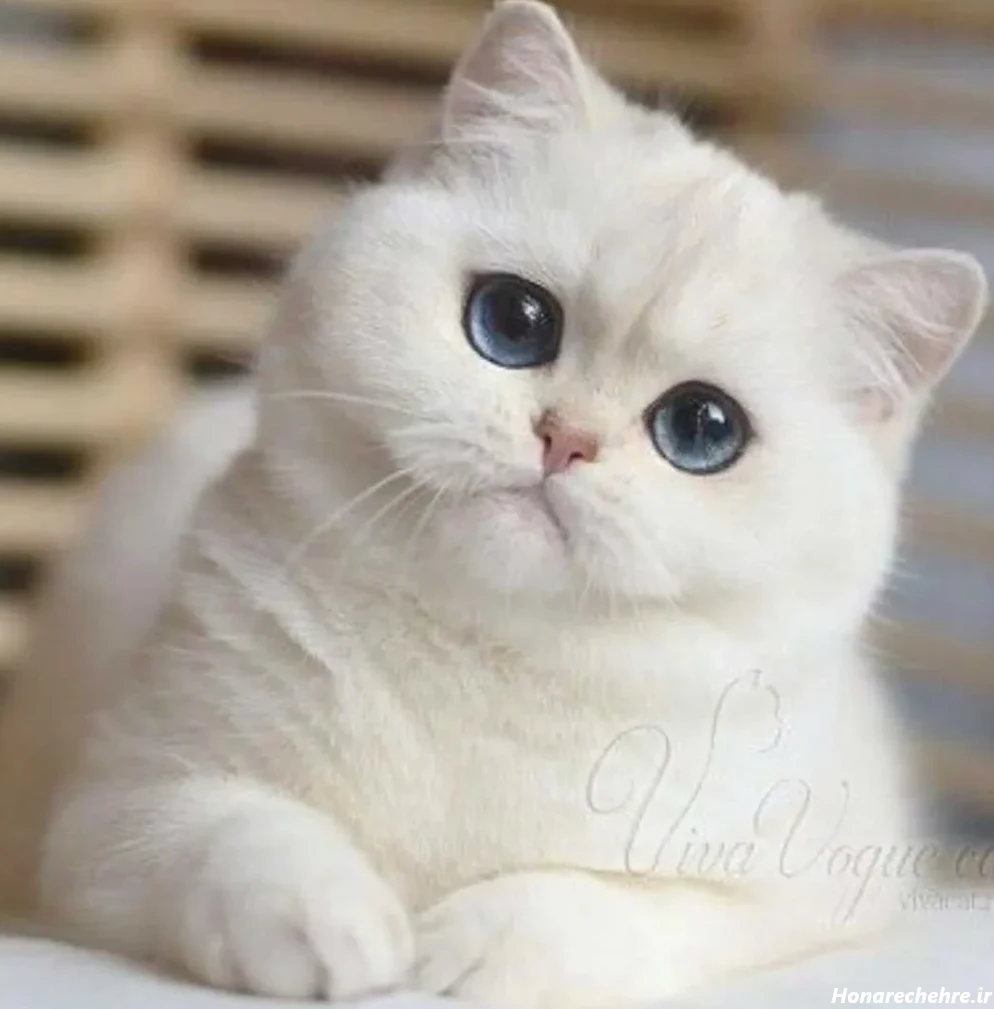 عکس گربه برای تصویر زمینه