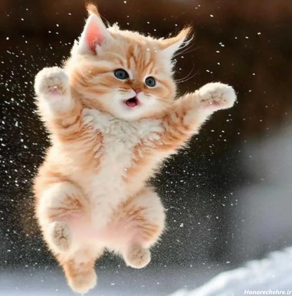 عکس گربه برای تصویر زمینه